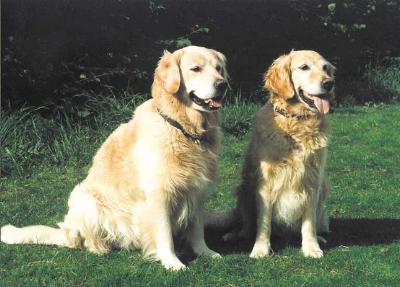 are golden retrievers obedient