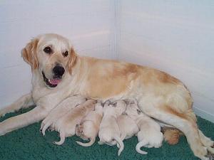 Kennel club golden retriever puppies for sale best sale