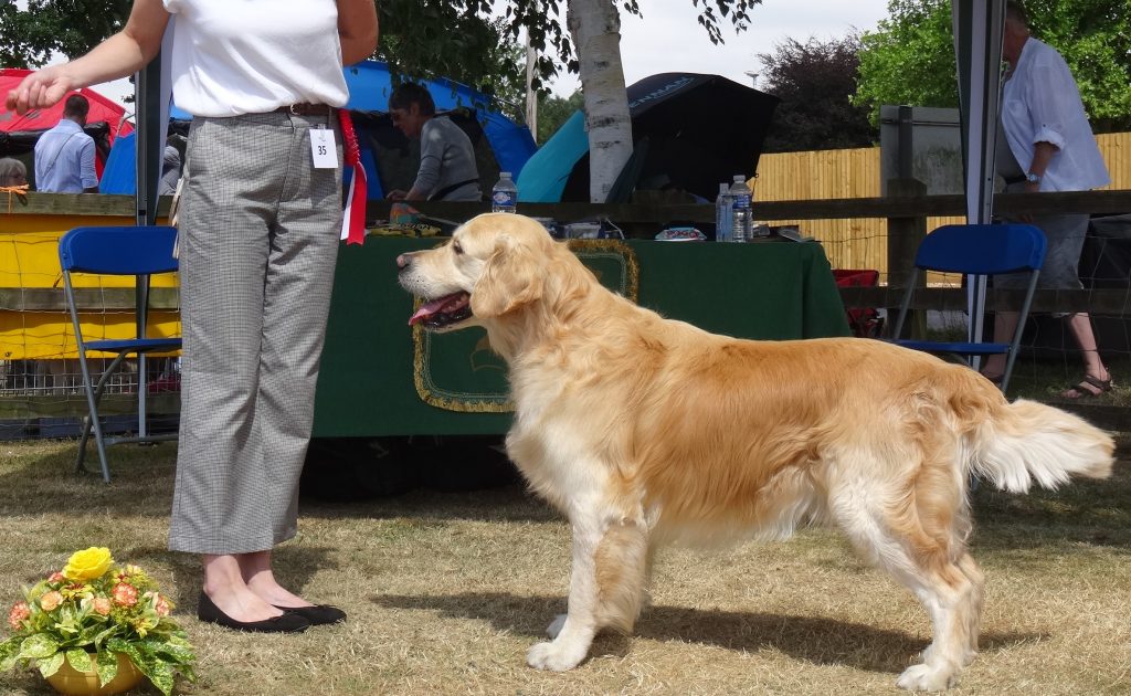 DSC09687 The Golden Retriever Club